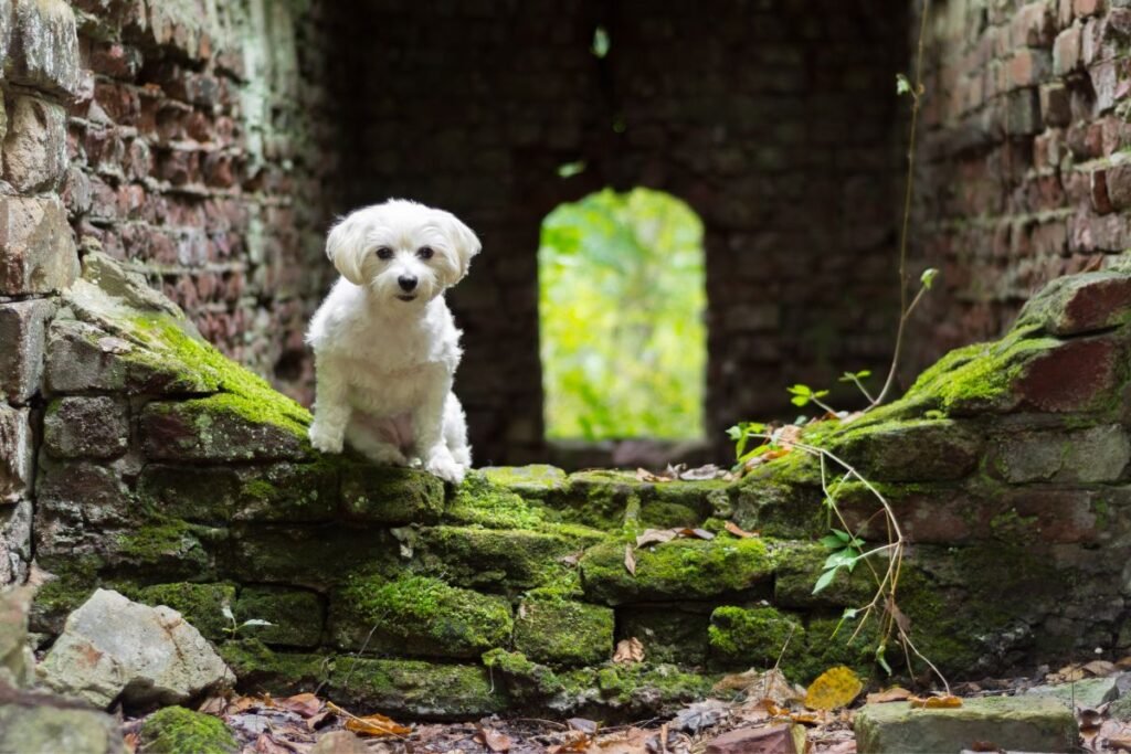 Doggy Destinations: Exploring America's Landmarks with Your Four-Legged Travel Buddy
