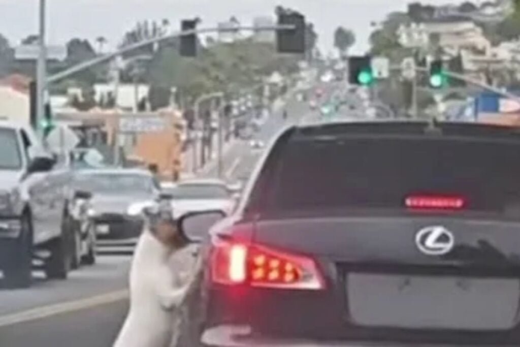 Woman's Compassion Shines Bright: Rescuing Dog Left Behind in Long Beach by Driver