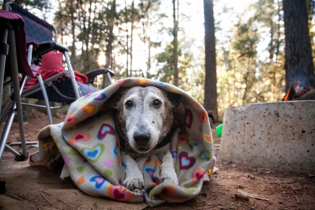 5 Crucial Items for Camping Adventures With Your Dog