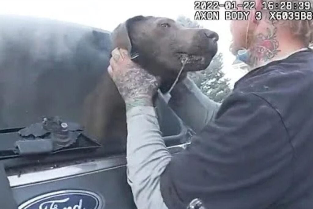 A Kiss for a Lifesaver: Dog Rescued from Car Fire Shows Appreciation to Cop