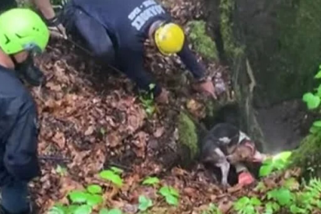 Sinkhole Saga: Dog's Remarkable Rescue in Craig County