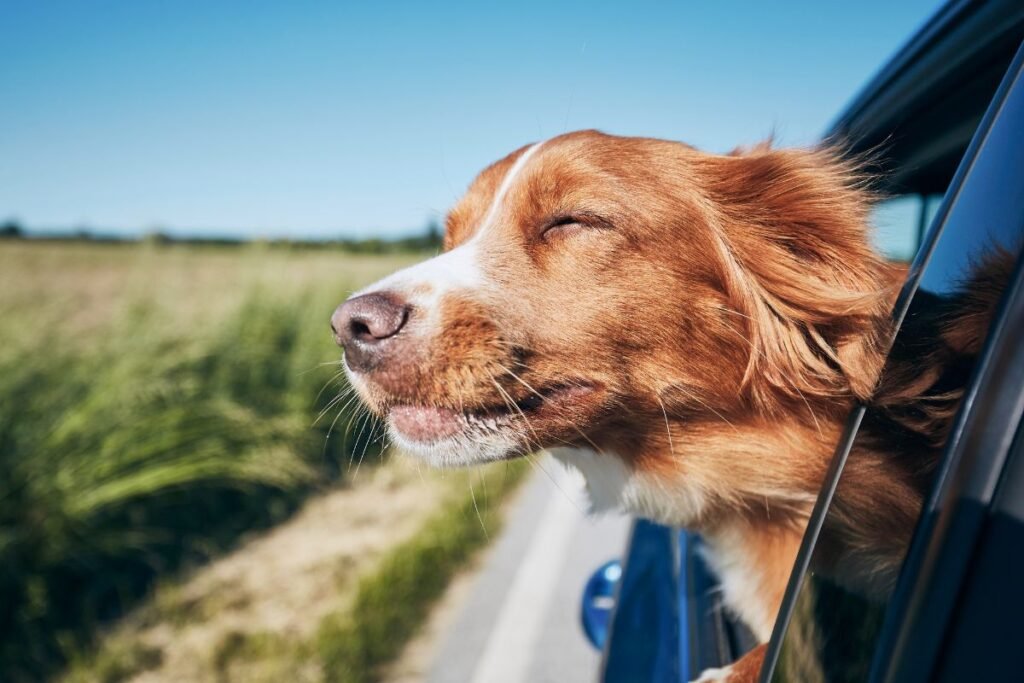 Woof-Worthy Wanderlust: Road Tripping Across America's Landmarks with Your Dog