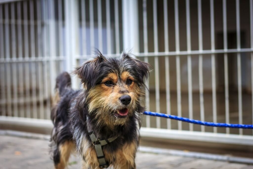 How to Pick the Ideal Dog for Your Lifestyle