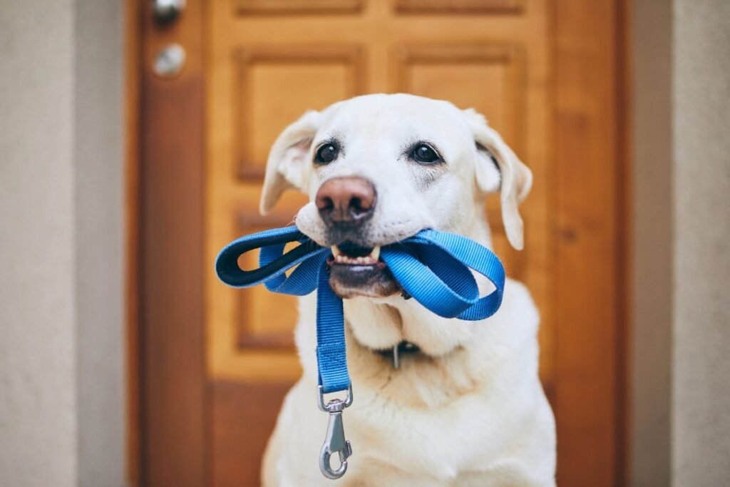 Senior-Friendly Dog Walking Strategies