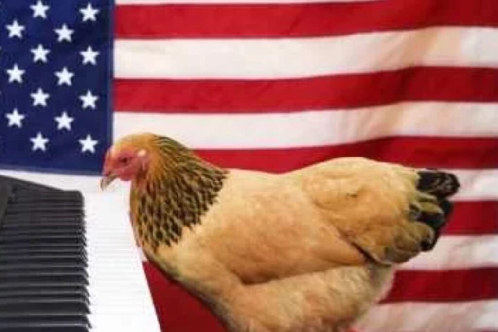 chick-patriot