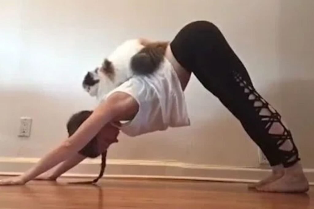 yoga cats