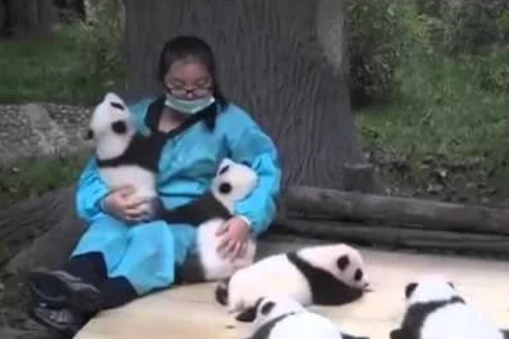 panda-job