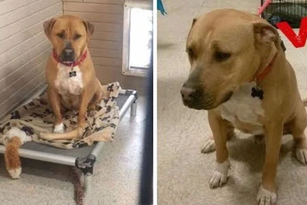 post-pics-dog-home-2