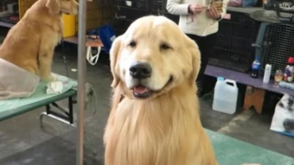 post-pics-new-dogshow