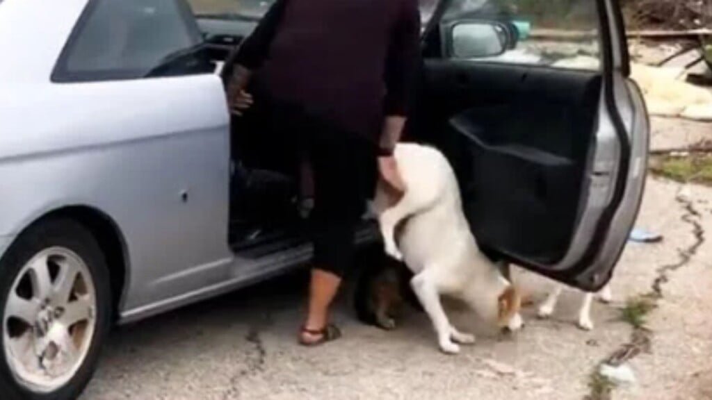 post-pics-new-dumped