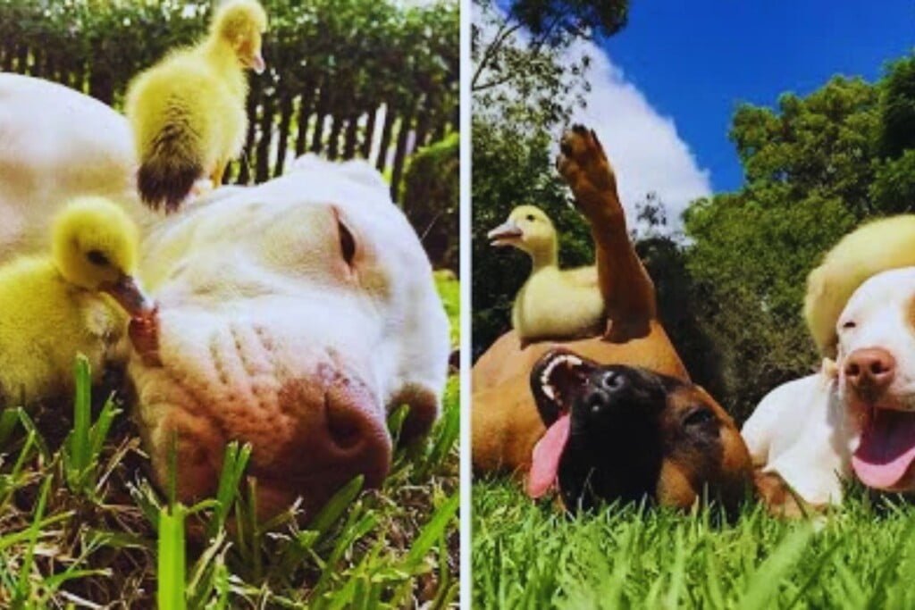 dog-ducks